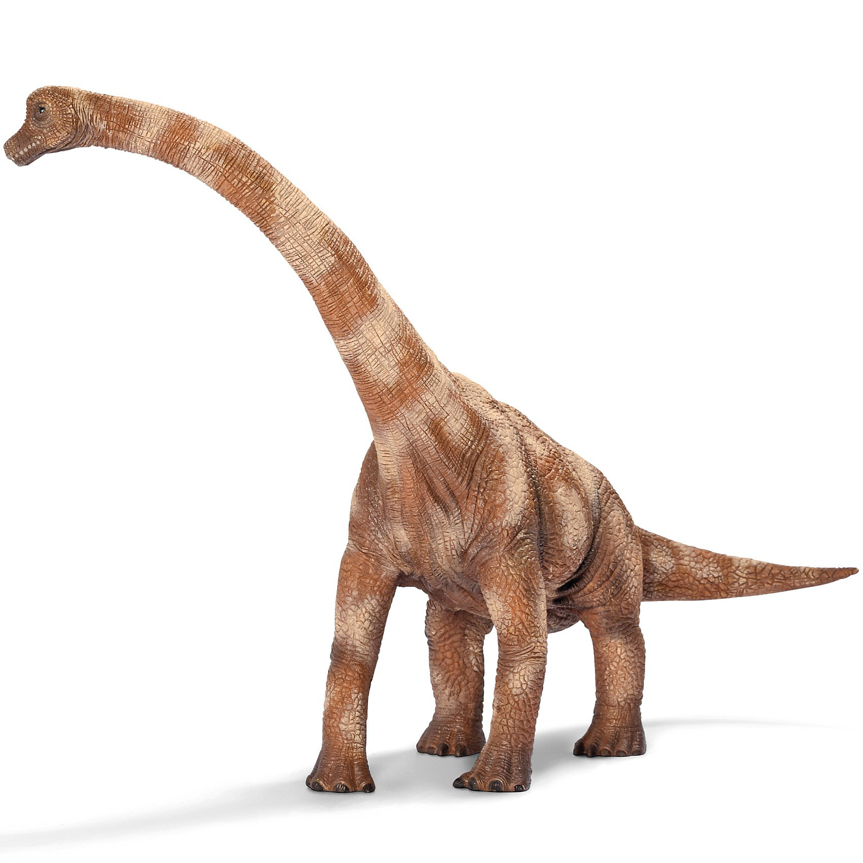 Брахиозавр, Schleich Брахиозавр, SchleichДраконы и динозавры<br>Брахиозавр очень похож на жирафа, но, в отличии от него, имеет длинный хвост. Небольшая голова, шея, длиной 8 метров, длинный хвост, сравнительно короткие конечности — так выглядел типичный Брахиозавр. Самые крупные особи Брахиозавра жили на территории Америки. Фигурка Брахиозавра очень красивая. Высоко поднятая шея голова Брахиозавра говорит о том, что они чаще всего питались листвой деревьев.<br><br>Дополнительная информация:<br><br>Материал: каучуковый пластик<br>Размер: 27,5 ? 18,0 ? 21,0 см<br><br>Брахиозавра, Schleich (Шляйх) можно купить в нашем магазине.<br><br>Ширина мм: 325<br>Глубина мм: 129<br>Высота мм: 106<br>Вес г: 469<br>Возраст от месяцев: 36<br>Возраст до месяцев: 96<br>Пол: Мужской<br>Возраст: Детский<br>SKU: 2445898