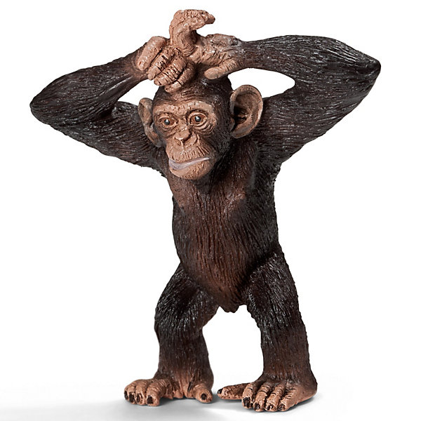 Schleich Шимпанзе, детеныш. Серия Дикие животные Schleich Шимпанзе, детеныш. Серия Дикие животныеМир животных<br>Schleich (Шляйх) Шимпанзе, детеныш. Серия Дикие животные. Молодые шимпанзе отличаются телесно-розоватым цветом кожи, с возрастом она темнеет. Детство длится до 9 лет, в этот период самка постепенно обучает детеныша секретам выживания в природе. Многие полезные навыки малыши получают, играя друг с другом и наблюдая за другими членами группы.<br><br>Дополнительная информация:<br><br>-Пластиковая фигурка в малейших подробностях передает внешние характеристики настоящего животного.<br>-размеры (ДхШхВ): 2,5х6х5,5 см<br><br>Игрушку Schleich (Шляйх) Шимпанзе, детеныш. Серия Дикие животные можно купить в нашем магазине.<br><br>Ширина мм: 68<br>Глубина мм: 67<br>Высота мм: 30<br>Вес г: 15<br>Возраст от месяцев: 36<br>Возраст до месяцев: 96<br>Пол: Унисекс<br>Возраст: Детский<br>SKU: 2609256