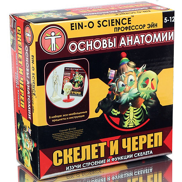 Скелет и череп, Профессор Эйн Скелет и череп, Профессор ЭйнАнатомия<br>Характеристики товара:<br><br>• цвет: разноцветный<br>• размер упаковки: 6 x 15 x 15 см<br>• вес: 150 г<br>• комплектация: модель скелета и увеличенная модель черепа человека<br>• возраст: от семи лет<br>• упаковка: коробка<br>• страна бренда: Китай<br>• страна изготовитель: Китай<br><br>Изучать науки можно весело! Такой набор станет отличным подарком ребенку - ведь с помощью него можно узнать столько нового и интересного о теле человека. В набор входят различные кости скелета, а также модель черепа. Это отличный способ изучать анатомию!<br>Увлечение такими познавательными наборами помогает детям развивать важные навыки и способности, оно активизирует мышление, формирует усидчивость, логику, мелкую моторику и воображение. Изделие производится из качественных и проверенных материалов, которые безопасны для детей.<br><br>Набор Скелет и череп от бренда Профессор Эйн можно купить в нашем интернет-магазине.<br><br>Ширина мм: 63<br>Глубина мм: 152<br>Высота мм: 152<br>Вес г: 146<br>Возраст от месяцев: 72<br>Возраст до месяцев: 120<br>Пол: Унисекс<br>Возраст: Детский<br>SKU: 5168522