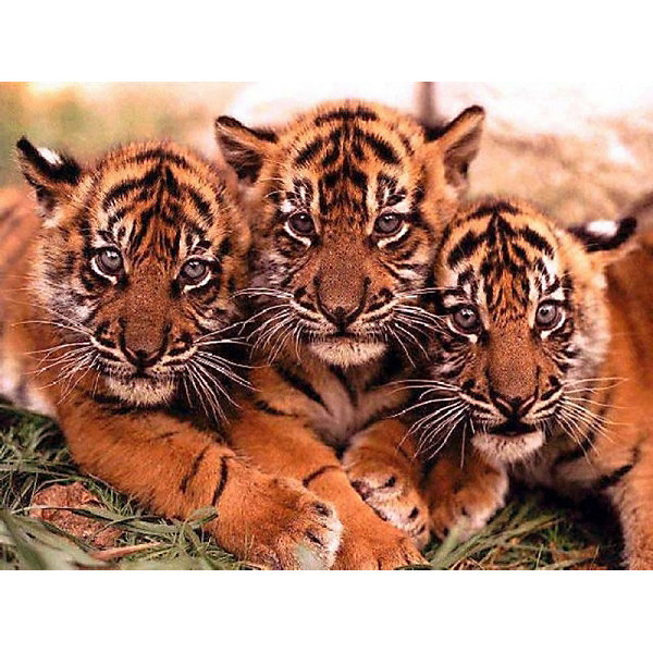 фото Раскраска по номерам на картоне Color KIT "Тигрята", 30х40 см
