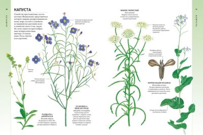 Энциклопедия Растений С Фотографиями И Названиями