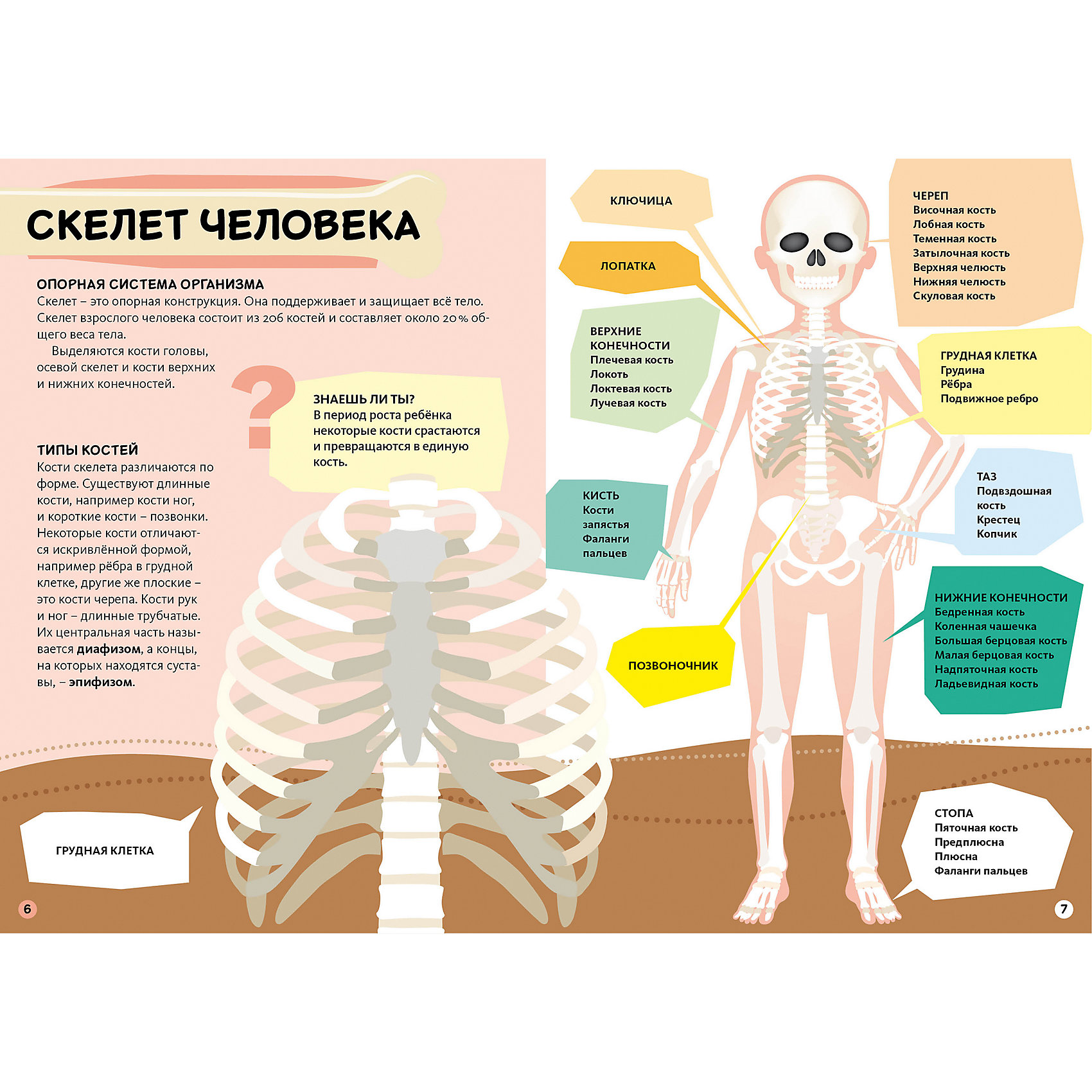 Самая длинная кость тела. Тело человека. Энциклопедия тело человека. Энциклопедия строение человека для детей. Как устроено человеческое тело.