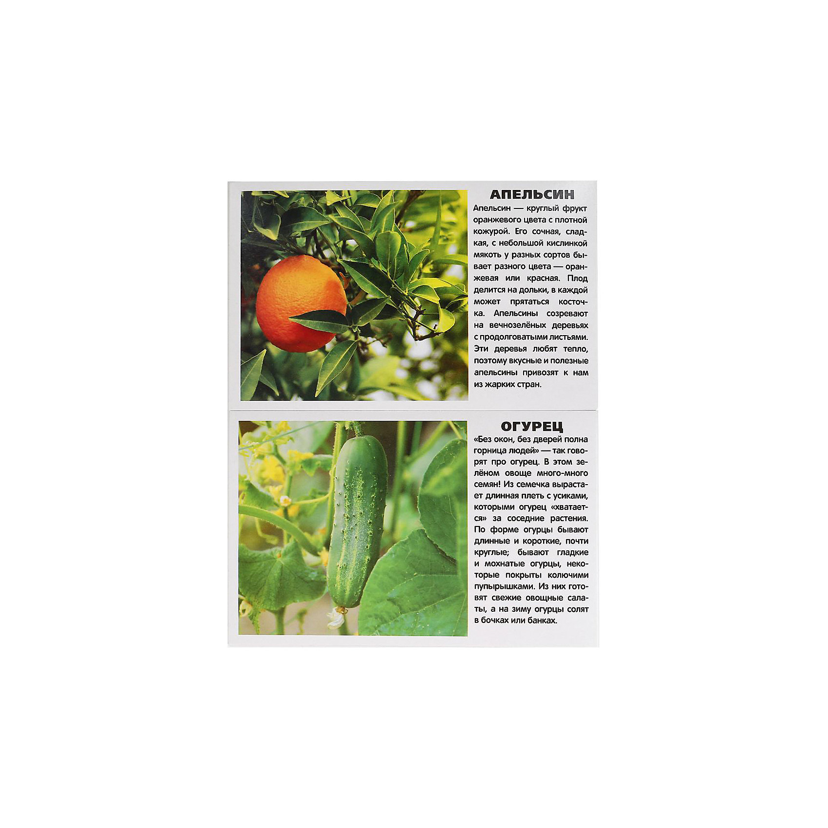 фото Обучающие карточки Умка «Овощи и фрукты»