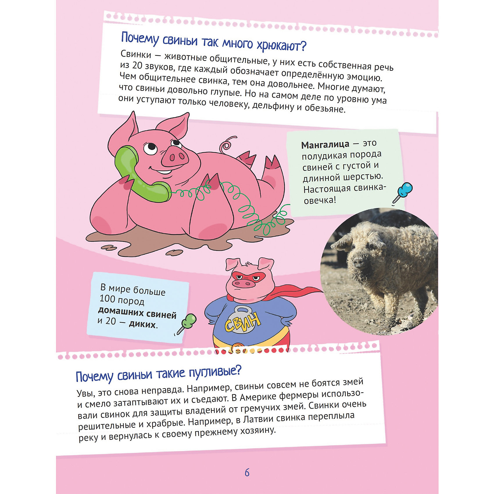 Потому что свинья. Интересные факты о домашних животных. Интересные факты о свиньях. Интересные факты о свиньях для детей. Факты о свинках.
