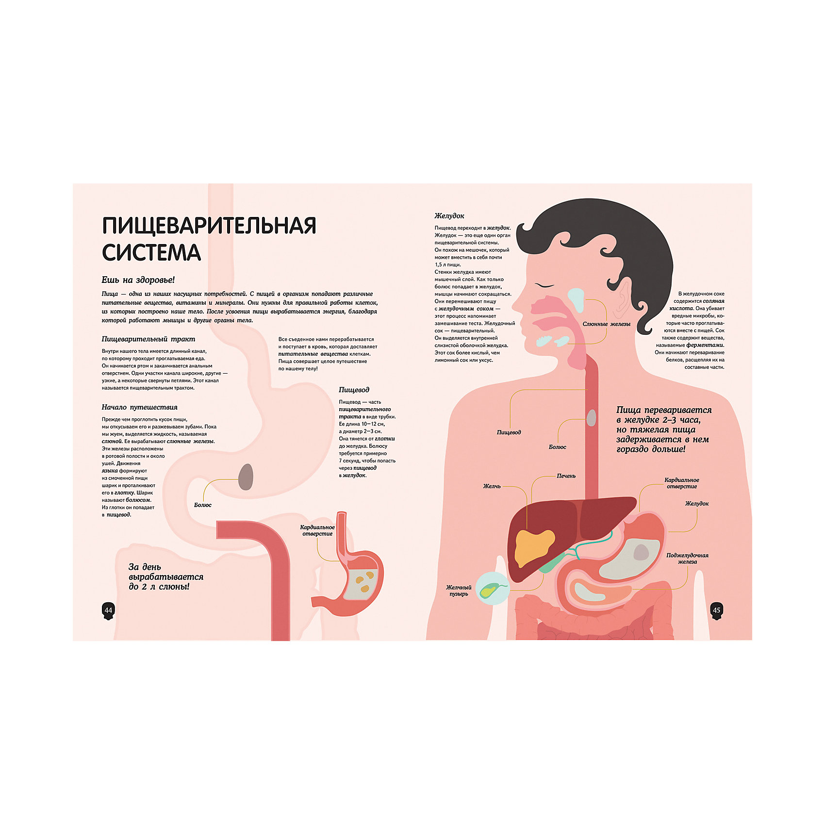 фото Энциклопедия "Тело человека. Визуальный гид", Перабони К. Росмэн