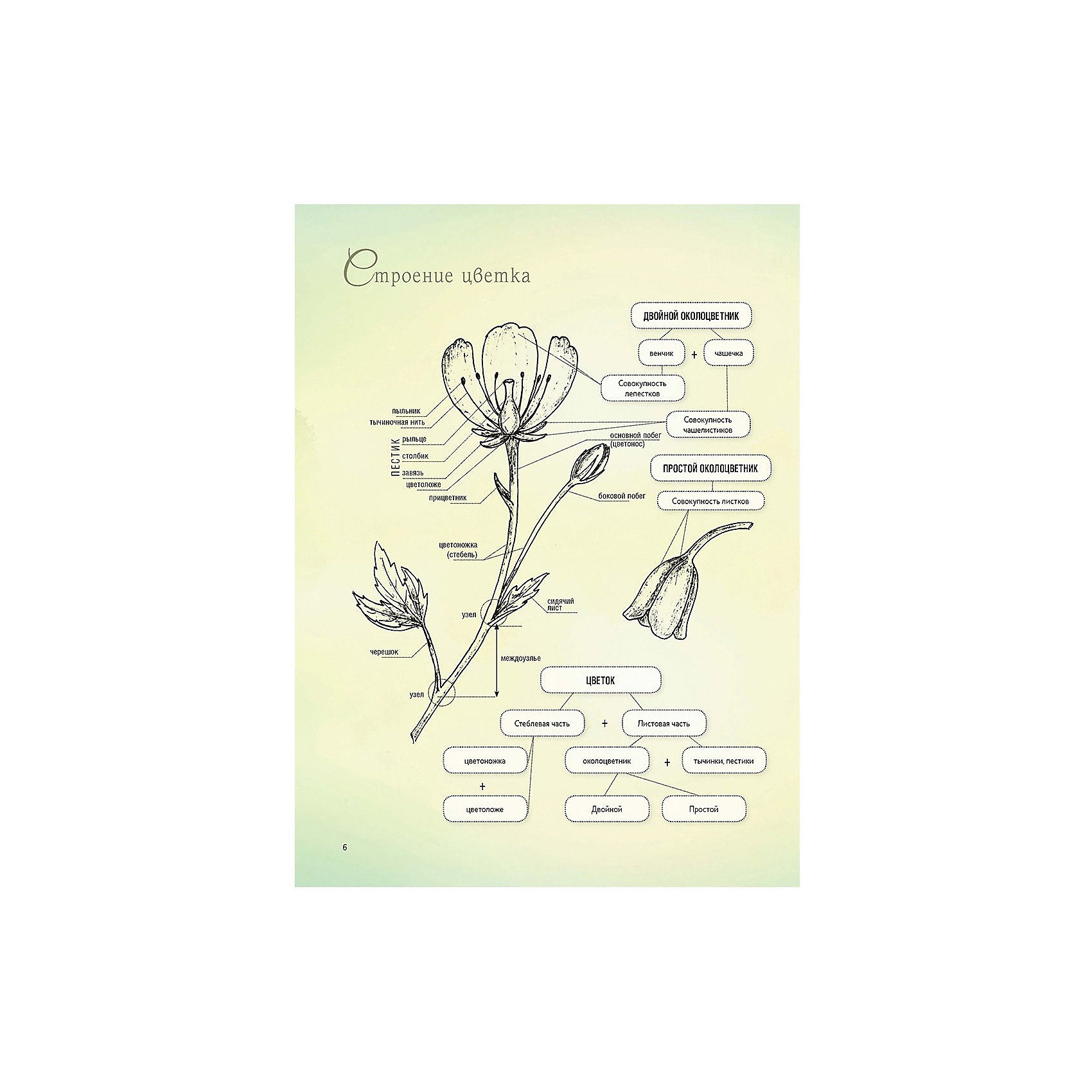 фото Книга для творчества "весенние цветы из полимерной глины" издательство контэнт