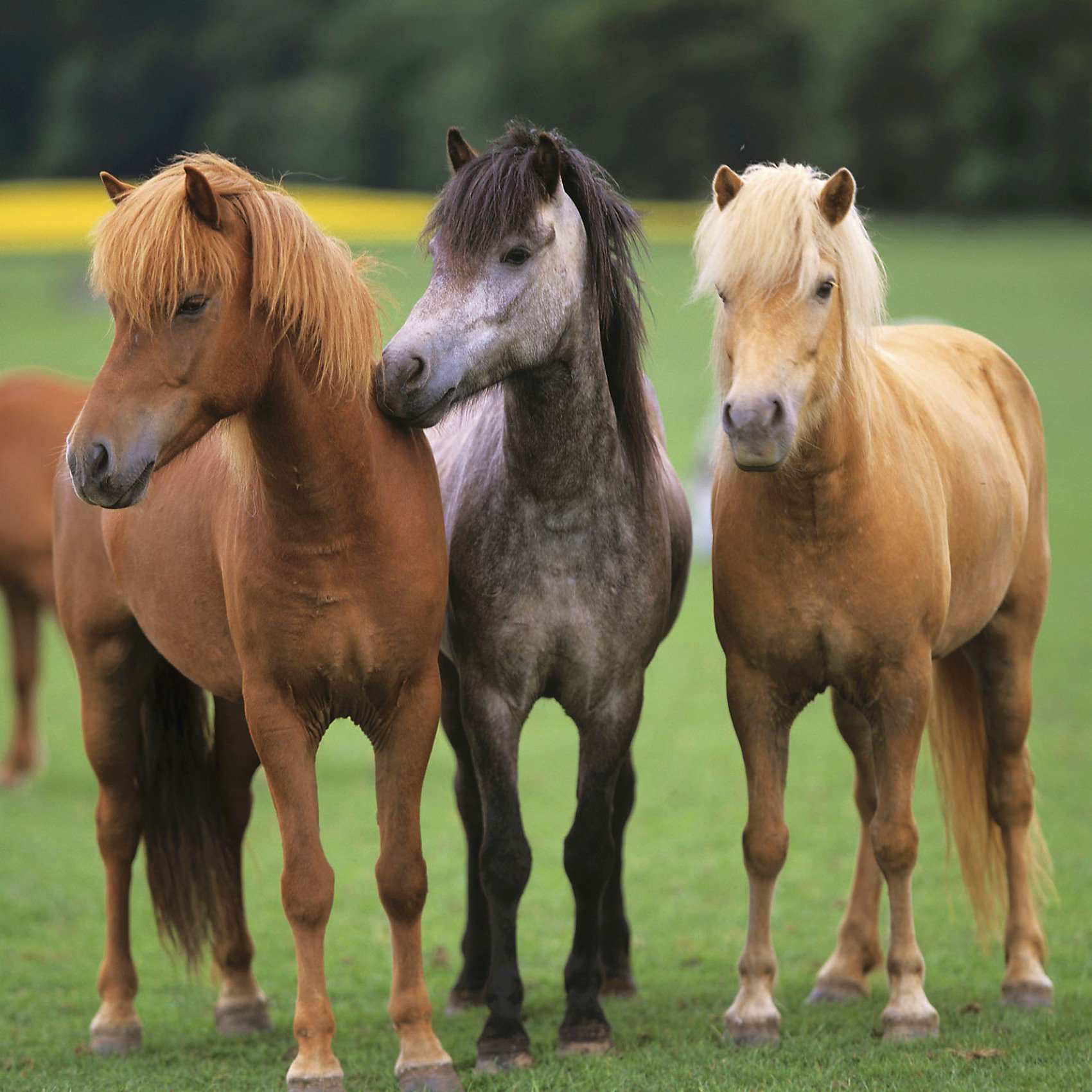 Три лошадки. Лошади. Две лошади. Много лошадей. Три лошади.