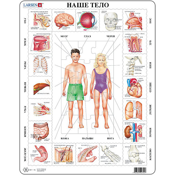 

Пазл Larsen "Наше тело", 35 элементов