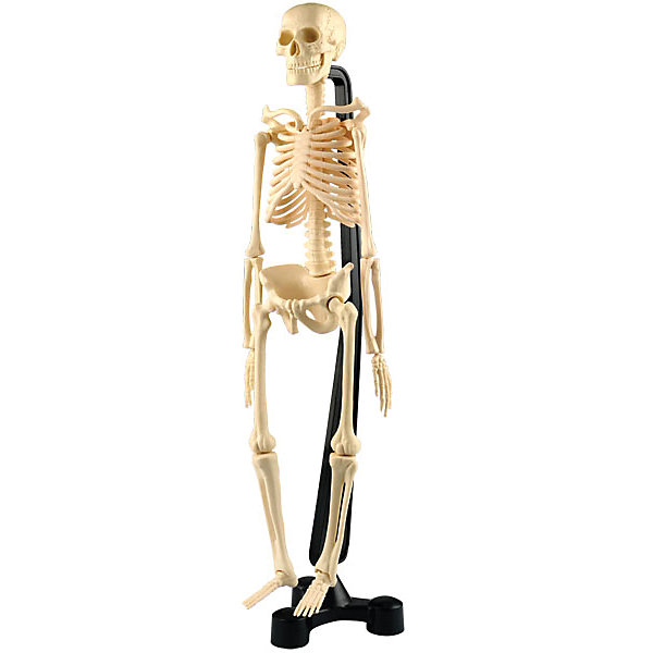 фото Сборная модель скелета, Edu-Toys