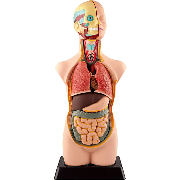 

Анатомия человеческого тела EDU-TOYS