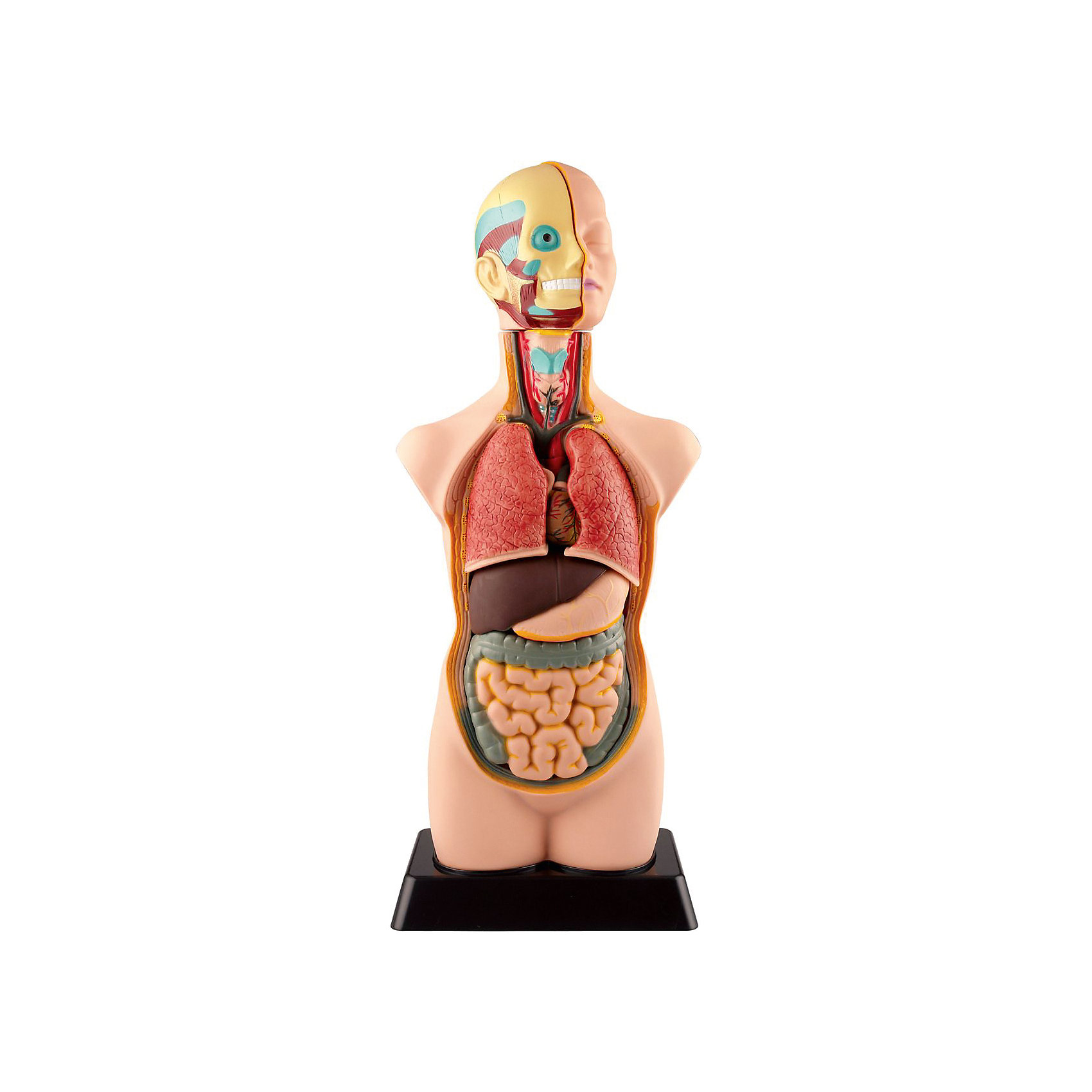 фото Анатомия человеческого тела EDU-TOYS