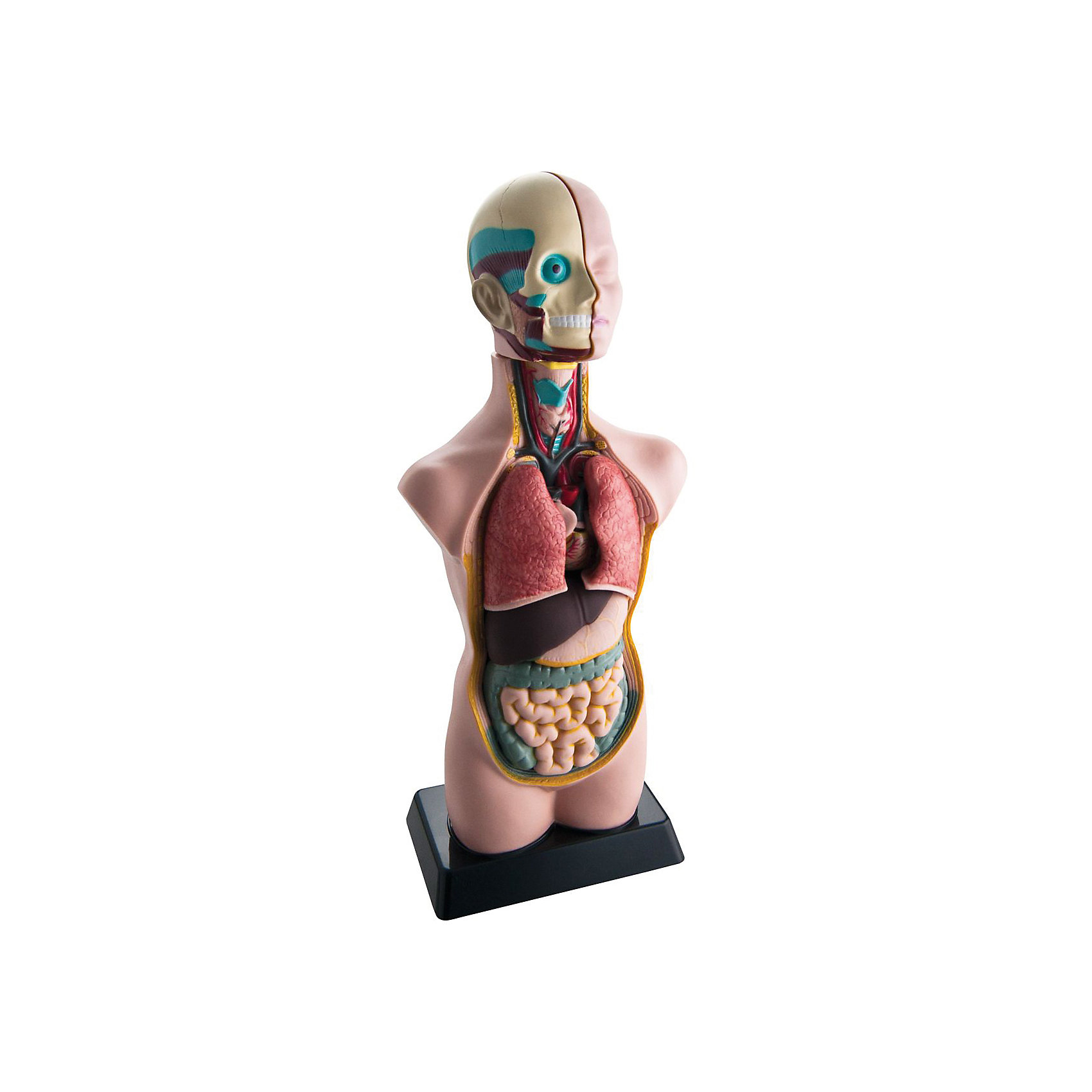фото Анатомия человеческого тела EDU-TOYS
