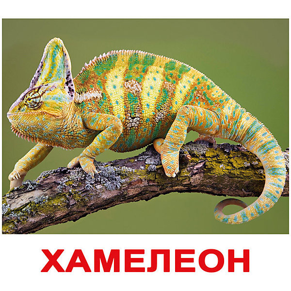 

Набор обучающих карточек Вундеркинд с пелёнок "Экзотические животные" 20 штук
