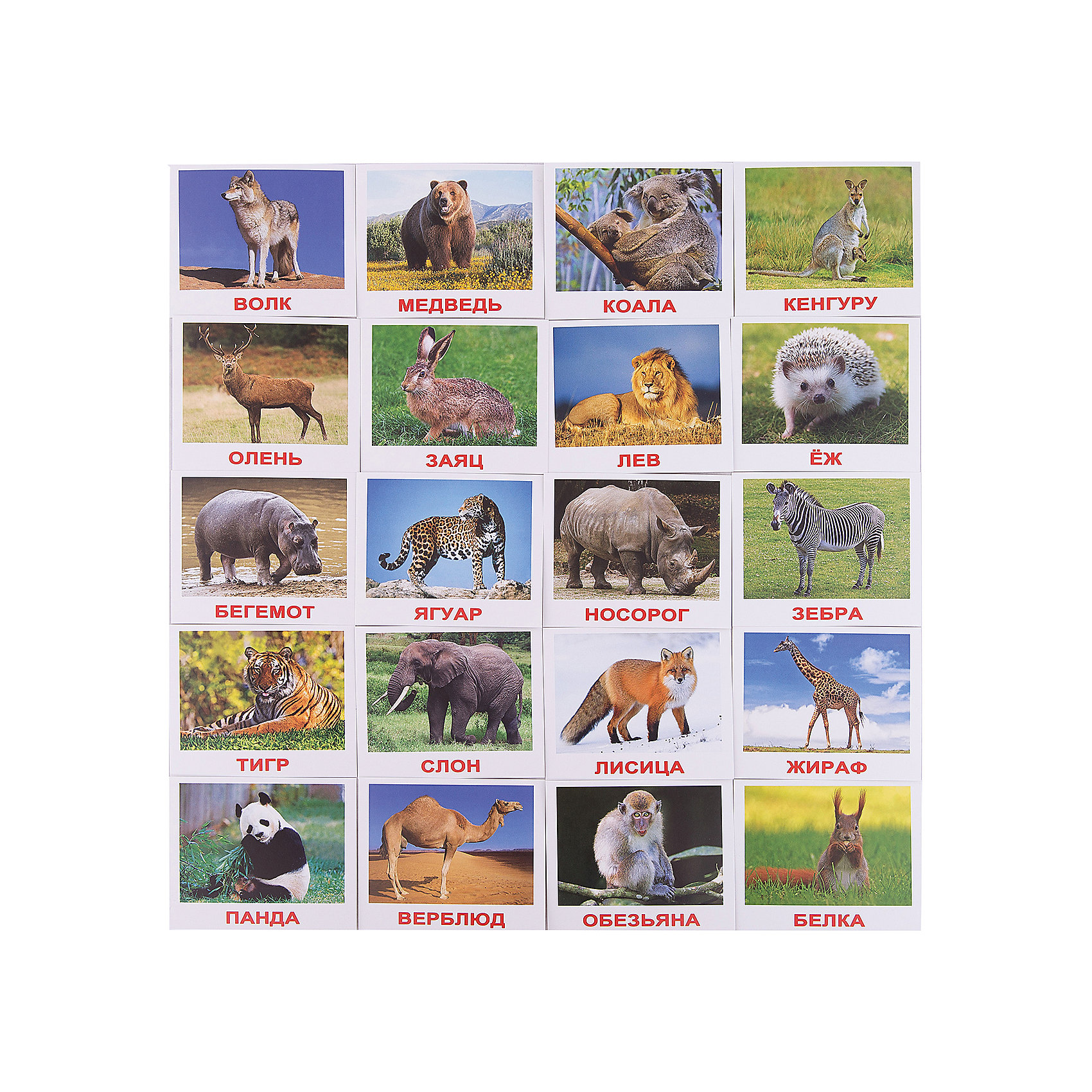 фото Набор обучающих мини-карточек Вундеркинд с пелёнок "Дикие животные" 20 штук
