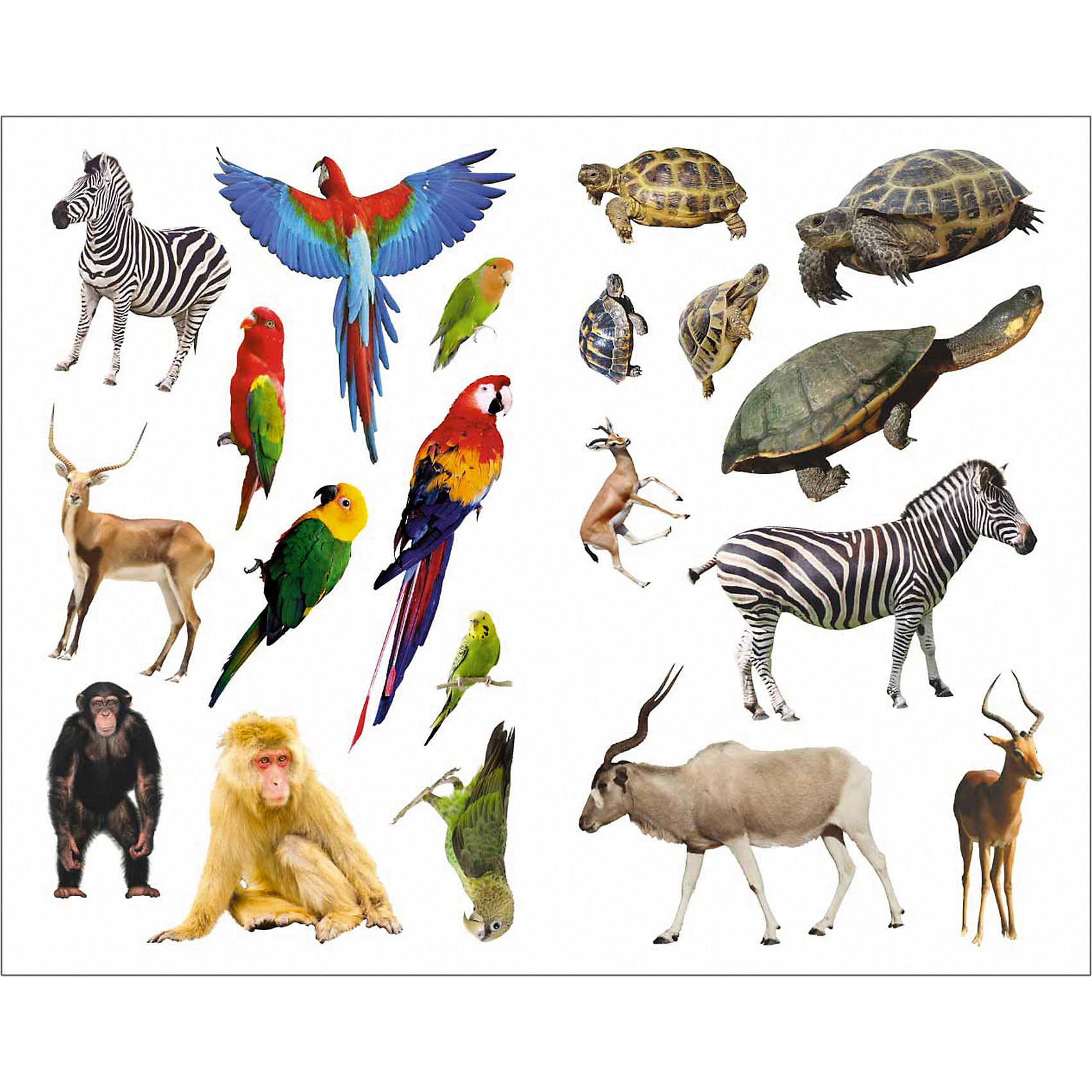 Африканские животные и птицы