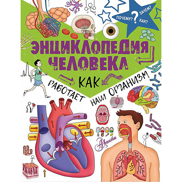 

Энциклопедия человека "Как работает наш организм"