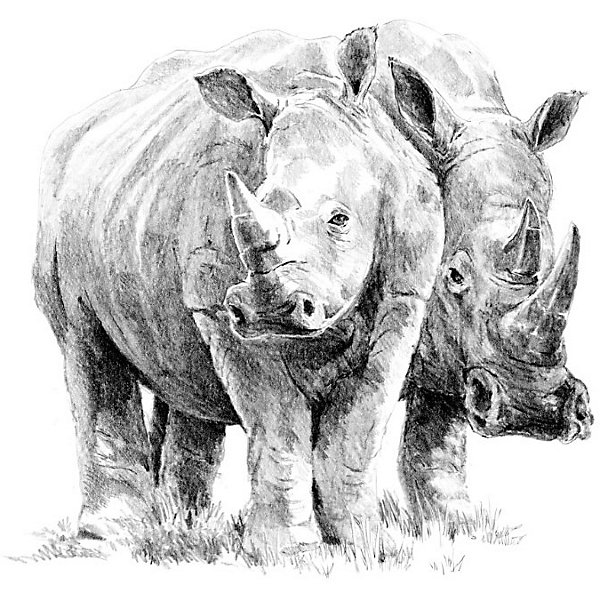 фото Картина-эскиз по номерам карандашами Royal&Langnickel "Носороги", 22х29 см