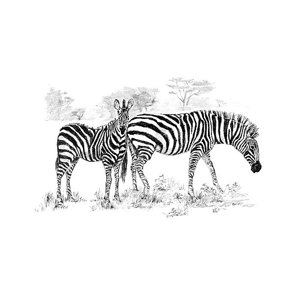 фото Картина-эскиз по номерам карандашами Royal&Langnickel "Зебры", 28,5х39 см