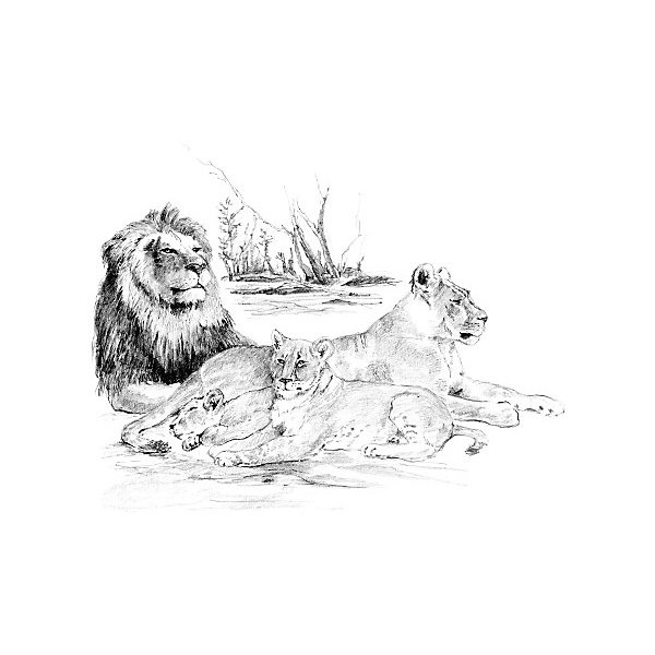 

Картина-эскиз по номерам карандашами Royal&Langnickel "Львы", 28,5х39 см