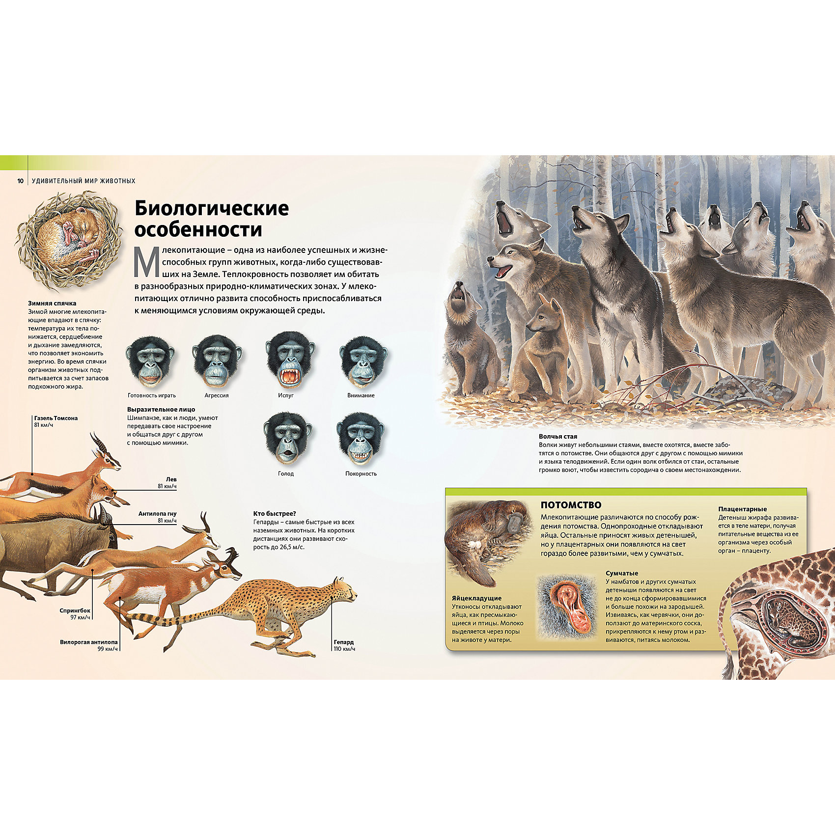 фото Энциклопедия "Discovery Education" Удивительный мир животных Махаон