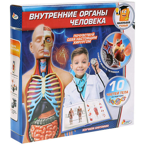 

Анатомический набор Играем вместе Маленький учёный: внутренние органы